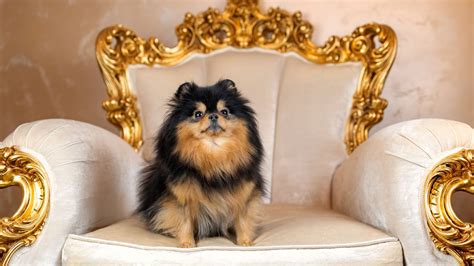 32 most expensive dog breeds | PetsRadar