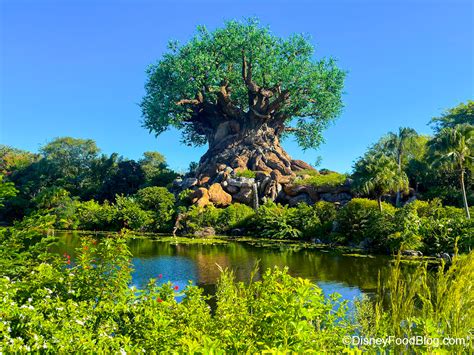 DFB Video: Ranking EVERY Restaurant in Disney’s Animal Kingdom - Disney ...