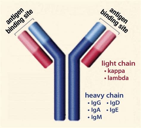 Serum Free Kappa Lambda Light Chain Assay | Shelly Lighting