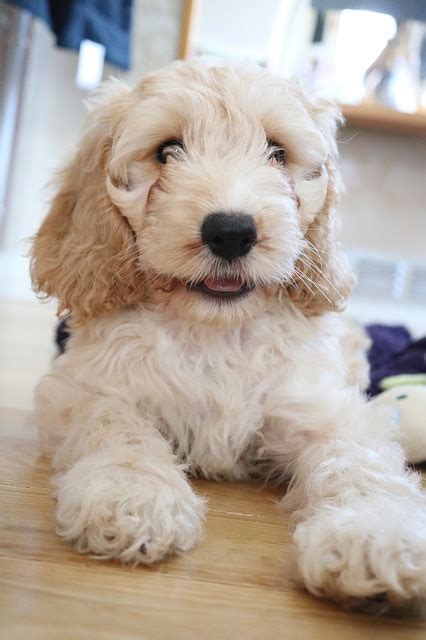 Image result for Spoodle Cockapoo