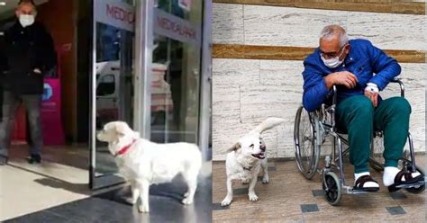 Faithful Dog Waits Outside Hospital To Meet Her Sick Owner