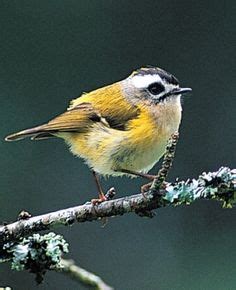 Image result for Formosan Firecrest