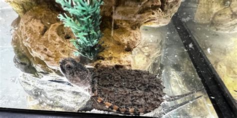 Common Snapping Turtle 的图像结果