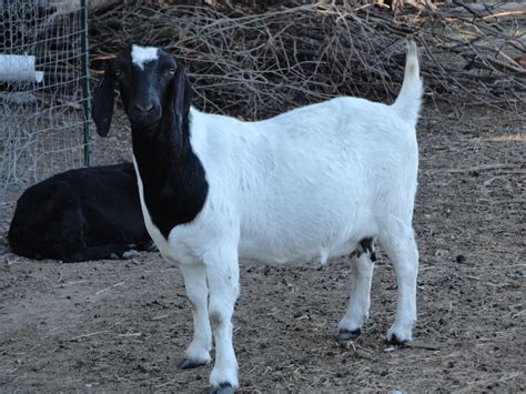 South African Boer Goat Does - Boer Goats | Boer goats, Goats, Animals