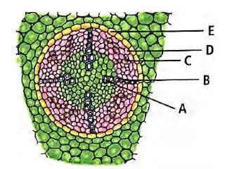 A diagram of T.S. of dicot root is given. Select the option which ...