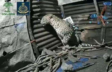 Leopardess Gives Birth To Four Cubs