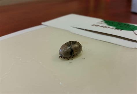 Don't Let Ticks Ruin Summer! Guide to Tick Control in MD