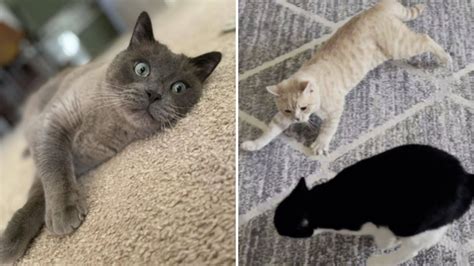 Do All Cats Get Zoomies at Carlos Pratt blog