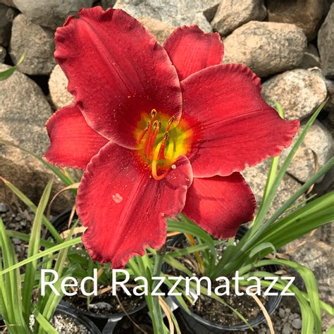 Red Daylilies