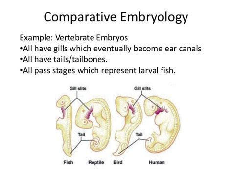Evidence of Evolution 的图像结果
