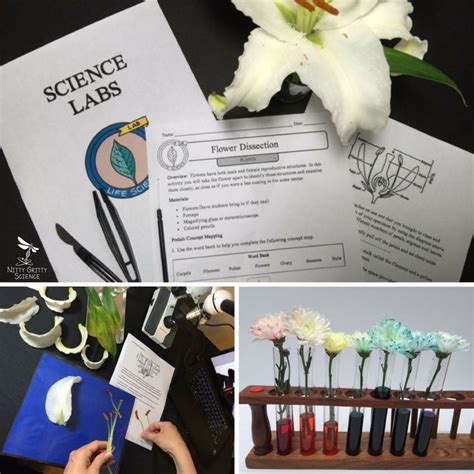 Science Lab Experiments 的图像结果