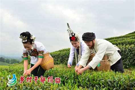 贵州安顺：明前茶飘香 采茶好时节-人民图片网