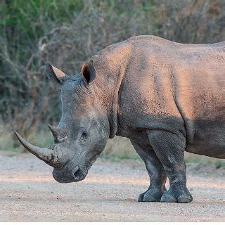 Image result for Rhino Shield Skin Tutorial