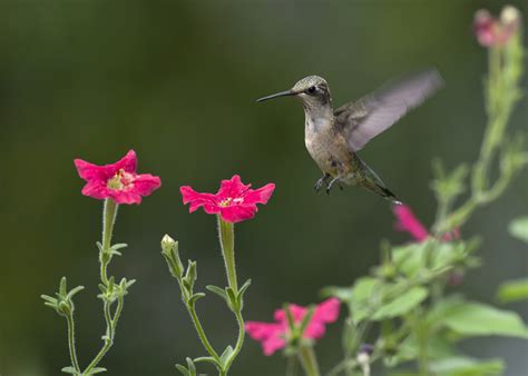 A Petunia Just for Hummingbirds - Laidback Gardener