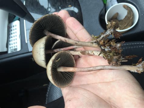 Panaeolus? : r/mycology