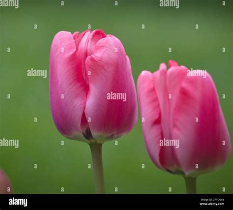 Nice flower head spring hi-res stock photography and images - Alamy