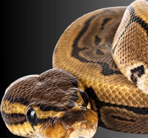 Image result for Python Snakes Eating Cats