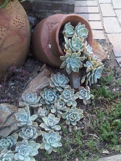 50 Best Succulent Garden Ideas for 2022