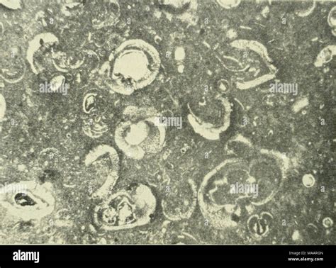 . The Earth beneath the sea : History . Fig. 16. Calcareous ooze with tests of Foraminifera ...