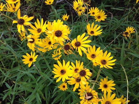 Florida Wildflowers: Narrowleaf Sunflower | Gardening in the Panhandle