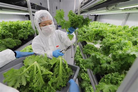 Local Produce FY6 的图像结果