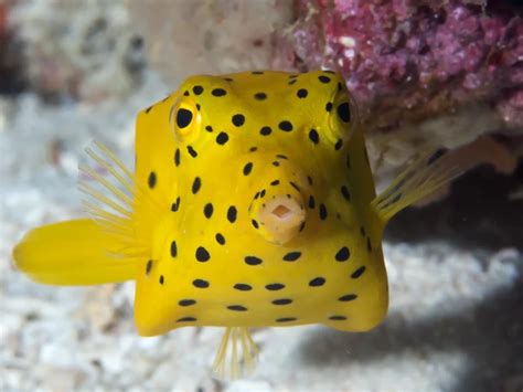 Image result for Boxfish Facts