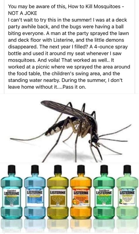 Easy homemade ant killer that works immediately – Artofit