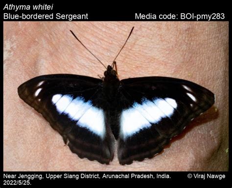 Athyma whitei (Tytler, 1940) - Blue-bordered Sergeant | Butterfly