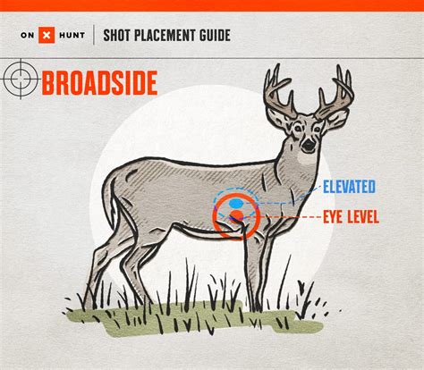 Where To Shoot a Deer: Ultimate Shot Placement Guide & Chart | onX Hunt