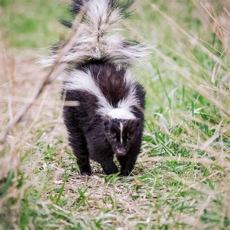 How Do I Get Rid Of Skunk Smell On My Dog