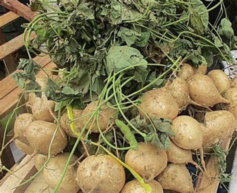 Singkamas Seeds Home Garden High Germination | Lazada PH