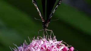 Swallowtail wallpapers hd, desktop backgrounds, images and pictures
