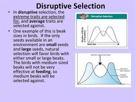 PPT - Patterns of Natural Selection PowerPoint Presentation, free ...