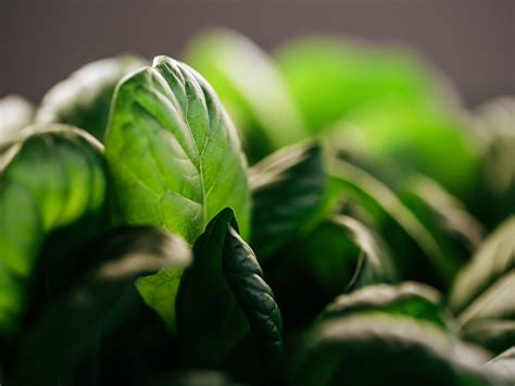 greenhub- Academias future directions for indoor farming