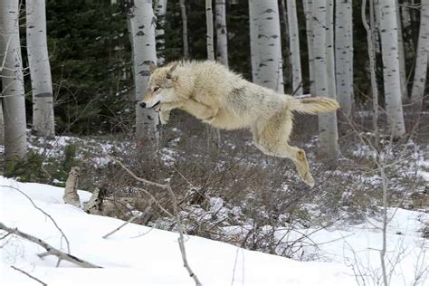 Wolves Running Really Fast 的图像结果