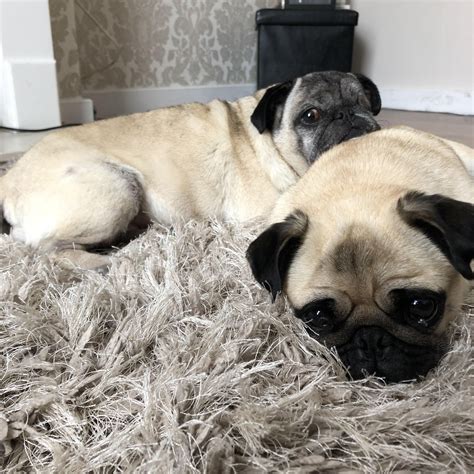 Pugs on a rug https://ift.tt/2M7j3Ve | Pugs, Cute pugs, Pug memes