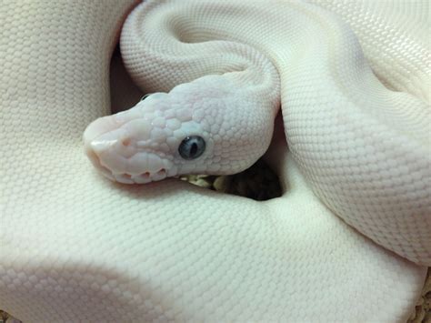 Image result for Cute White Ball Python
