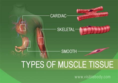 Image result for Skeletal Muscle Tissue Types