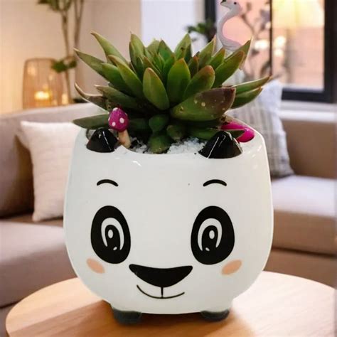 Crazyflora - Outdoor Plants | Indoor Plants in Bangalore