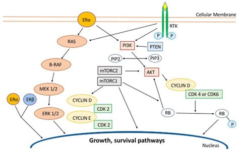 The PI3K/AKT/mTOR and CDK4/6 Pathways in Endocrine Resistant HR+/HER2− ...