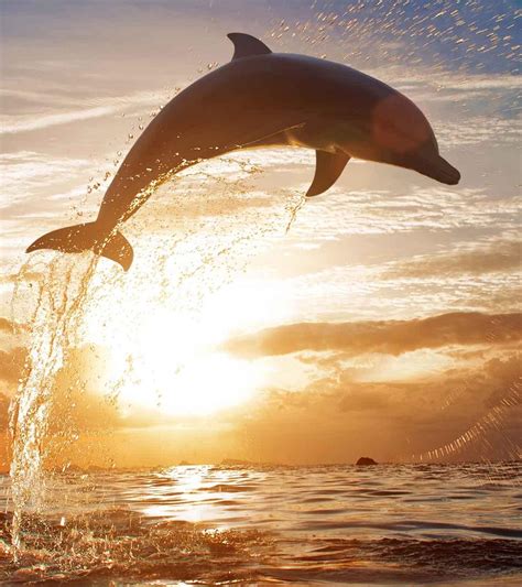 10 weird, wonderful, and fun facts about dolphins: information about ...