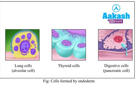 Pregnancy and Embryonic Development: Gastrulation, Ectoderm ...
