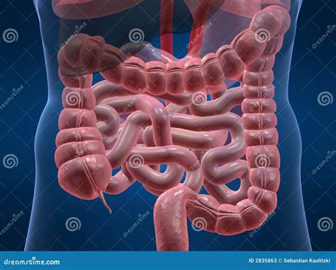 Human colon stock illustration. Illustration of render - 2835863