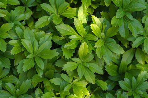 30 Best Deer-Resistant Ground Cover Perennial Plants