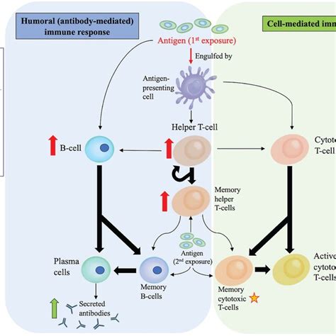 Image result for Adaptive Control System in Human Body