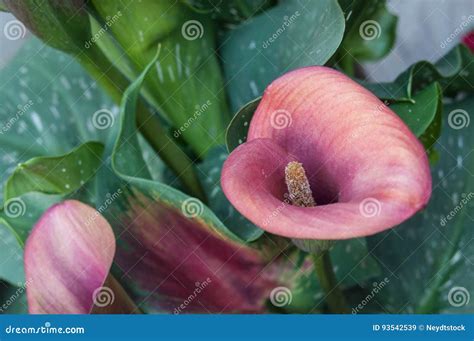 Beautiful Fresh Pink Calla or Arum Lilies Zantedesc Stock Image - Image ...