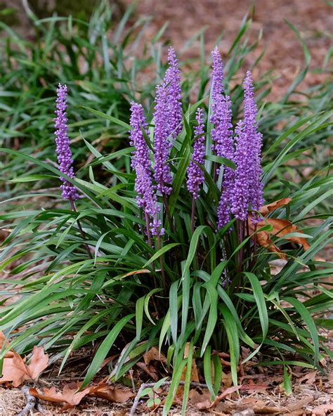 Liriope muscari 'Moneymaker' bare roots — Buy purple lilyturfs online ...