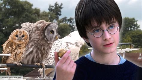 Harry Potter movie success was really bad news for owls, here's why