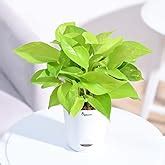 Ugaoo Money Plant Marble Indoor with Self Watering Pot : Amazon.in ...
