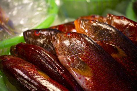 Image result for Real Fish Patterns